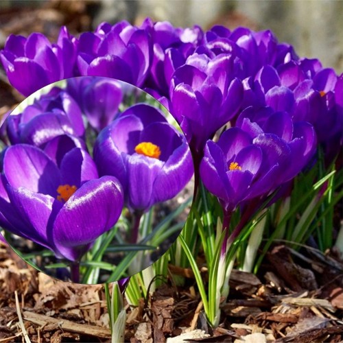 Crocus 'Flower Record' - Krookus 'Flower Record'